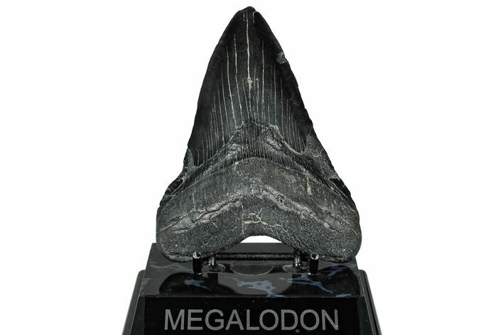Fossil Megalodon Tooth - South Carolina #328775